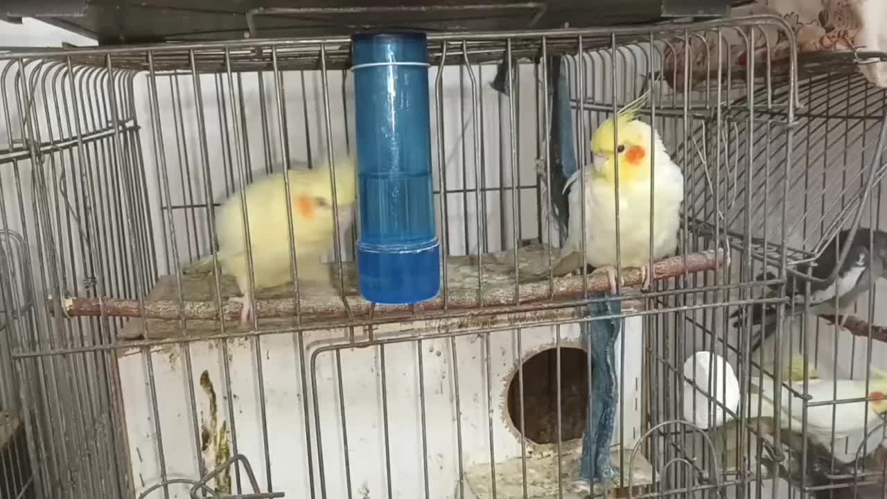 یکجفت لوتینو مولد،بشرط تخم وجوجه|پرنده|گنبد کاووس, |دیوار