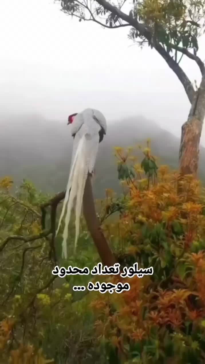 پرنده زینتی سیلور|پرنده|نوشهر, |دیوار