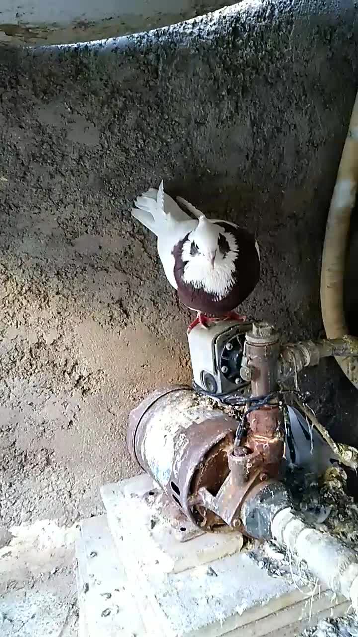 کبوتر خانگی|پرنده|مرودشت, بیست متری بیمارستان|دیوار