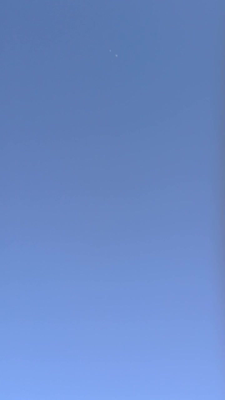 کفتر زیبا پرشی|پرنده|ملارد, |دیوار