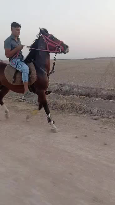 اسب عرب نریان خالص|اسب و تجهیزات اسبسواری|سرخه حصار, |دیوار