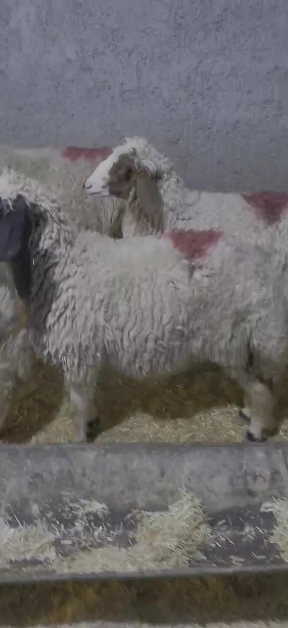 بره|حیوانات مزرعه|شباب, |دیوار