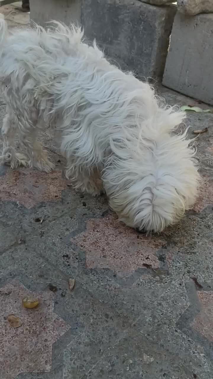 سگ خوب پشمالو|سگ|سراوان, |دیوار