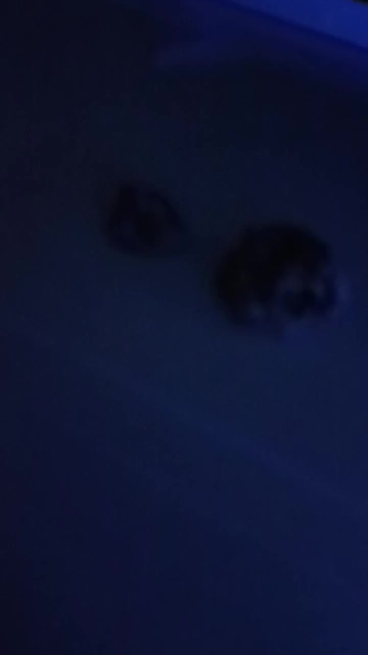 با سلام دوعدد سنگ که زیر نور یووی رنگ سبز در میان|بدلیجات|زنجان, |دیوار