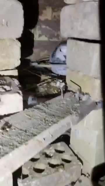 کفتر|پرنده|بفروئیه, |دیوار