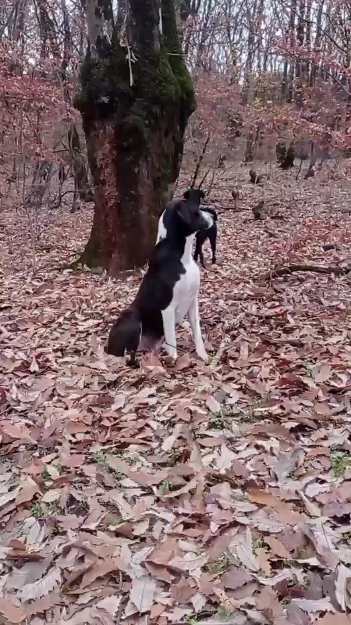 سگ گم شده|حیوانات|کلاله, |دیوار