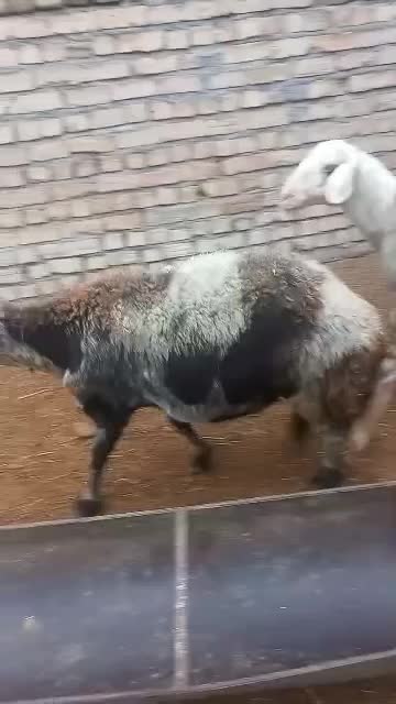 12تا میش|حیوانات مزرعه|دورود, |دیوار