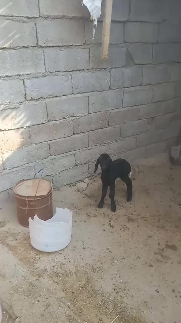 بره شیر خوار|حیوانات مزرعه|دهلران, |دیوار