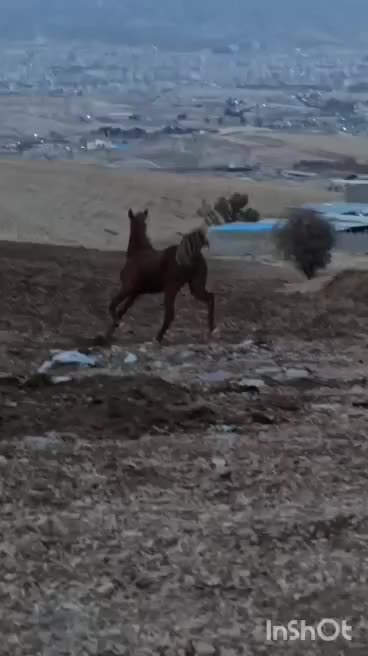 مادیان|اسب و تجهیزات اسب‌سواری|تهران, شهرآرا|دیوار