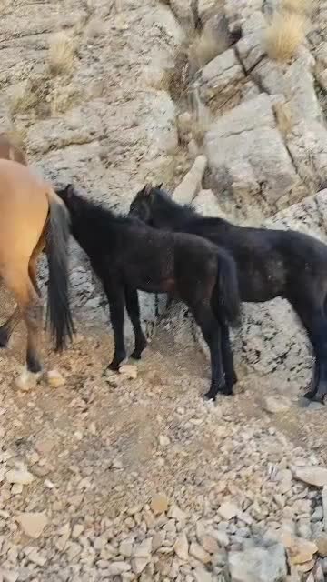 کره اسب|اسب و تجهیزات اسبسواری|یاسوج, |دیوار