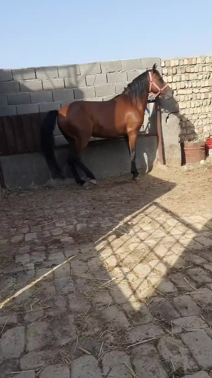 عرب یکسر|اسب و تجهیزات اسب‌سواری|تهران, آرژانتین|دیوار