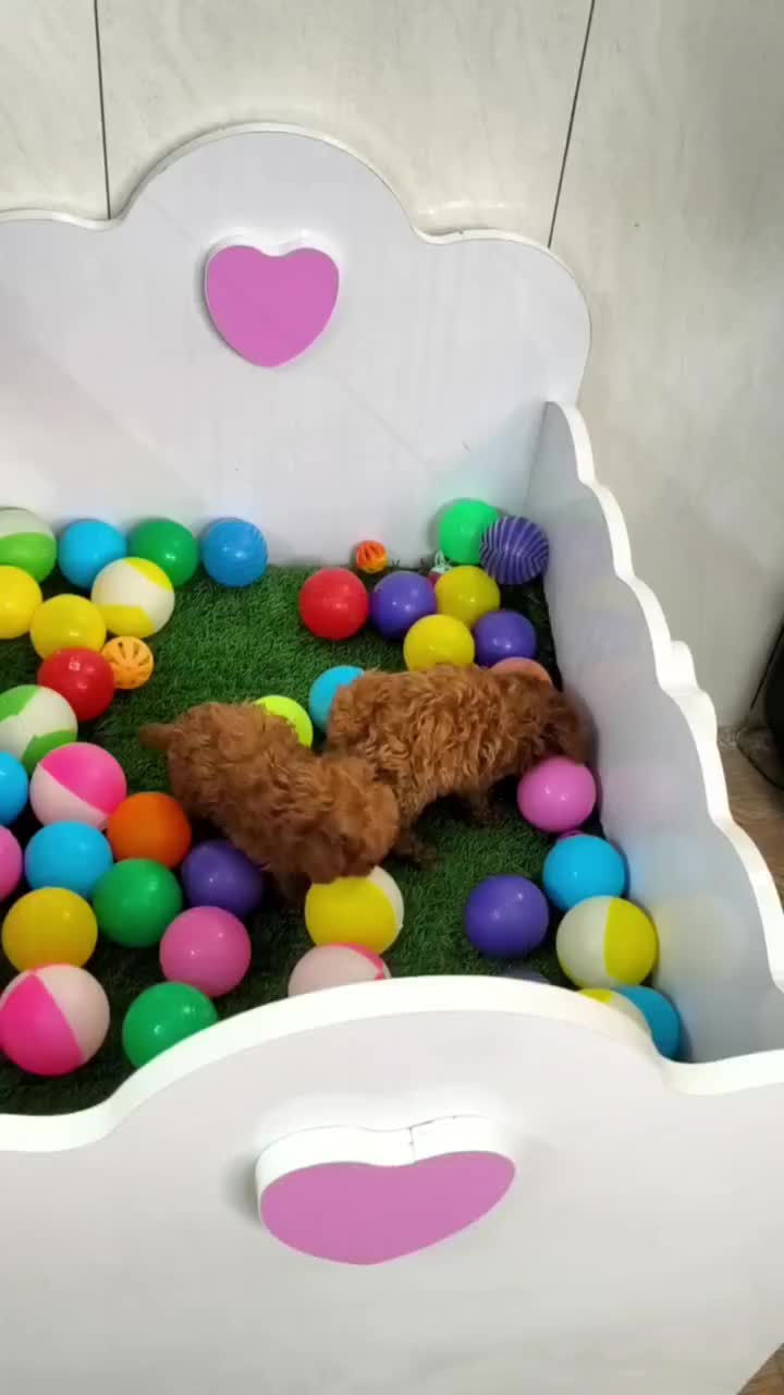 تاینی پودل توی پودل عروسکی /// Poodle toy|سگ|اصفهان, خانه اصفهان|دیوار