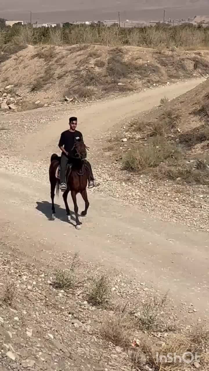 اسب مادیون کرد پر خون|اسب و تجهیزات اسب‌سواری|ساوه, |دیوار