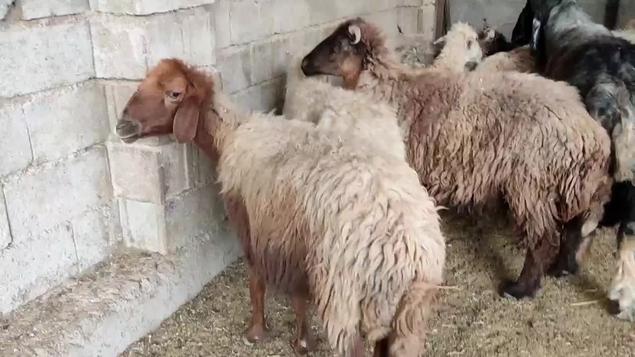 10،میش آبستن دور نزدیک دو قدچ|حیوانات مزرعه|وحدتیه, |دیوار