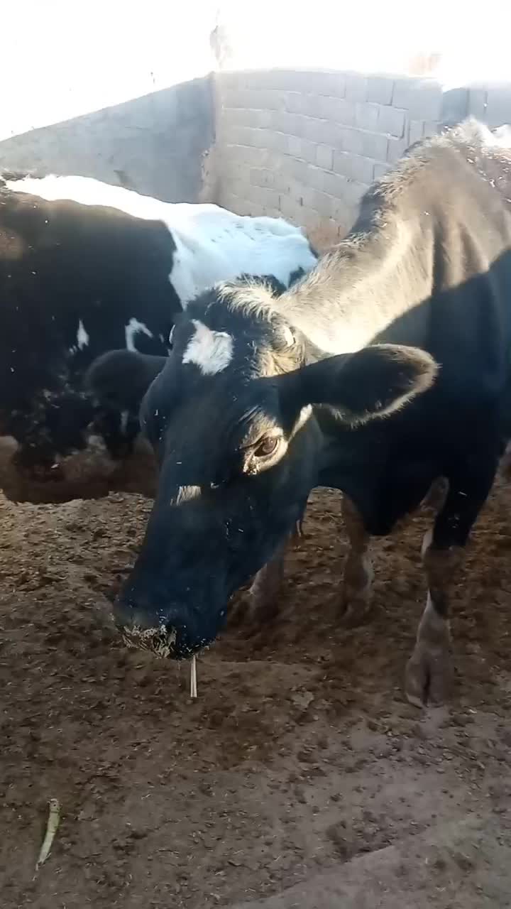 دو عدد گاو شیرده|حیوانات مزرعه|شیروان (خراسان), |دیوار