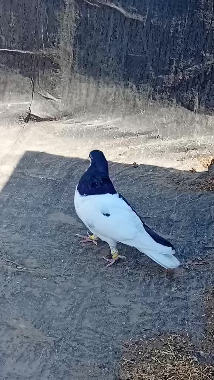 کبوتر راست سیاه نر پرنده|پرنده|قزوین, |دیوار