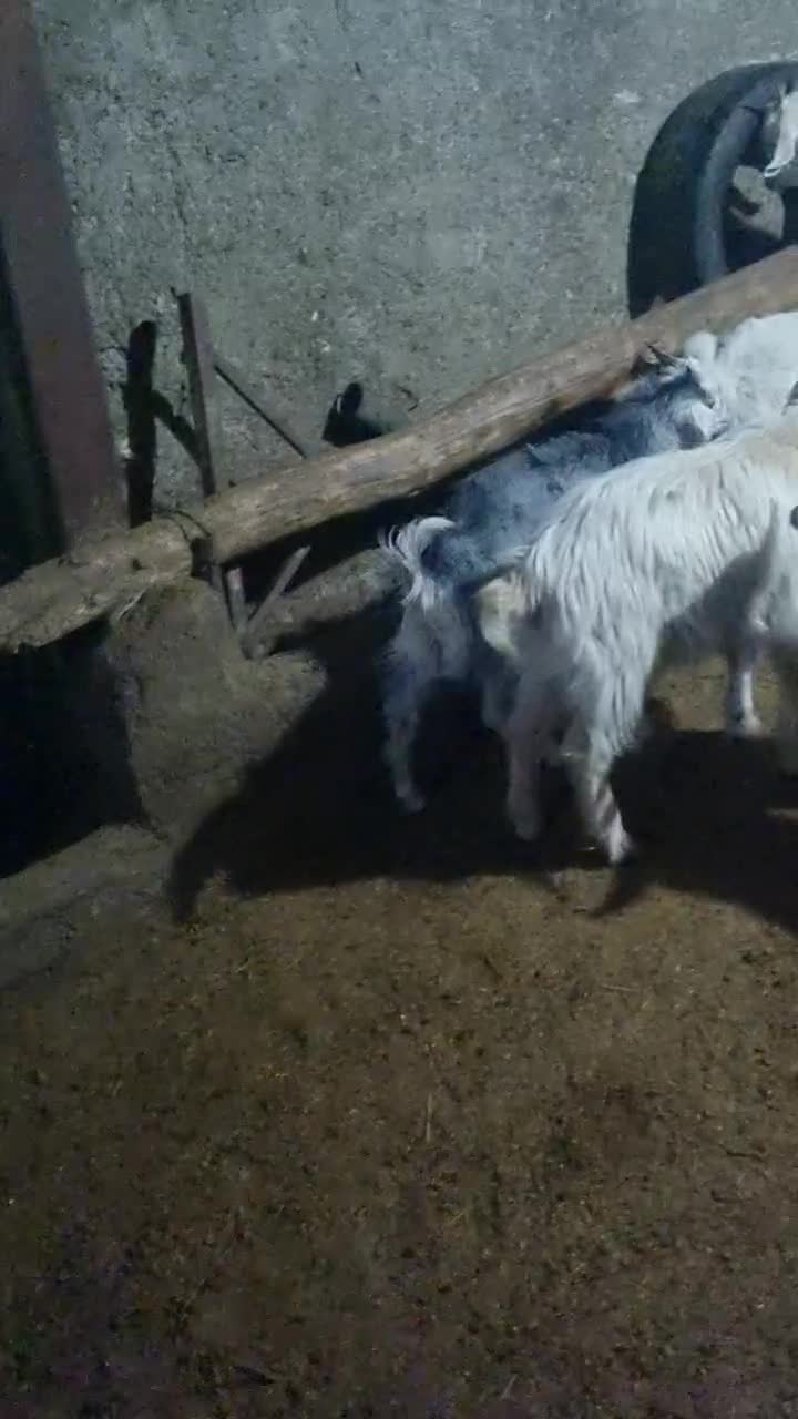 بزغاله|حیوانات مزرعه|مشکین‌دشت, |دیوار