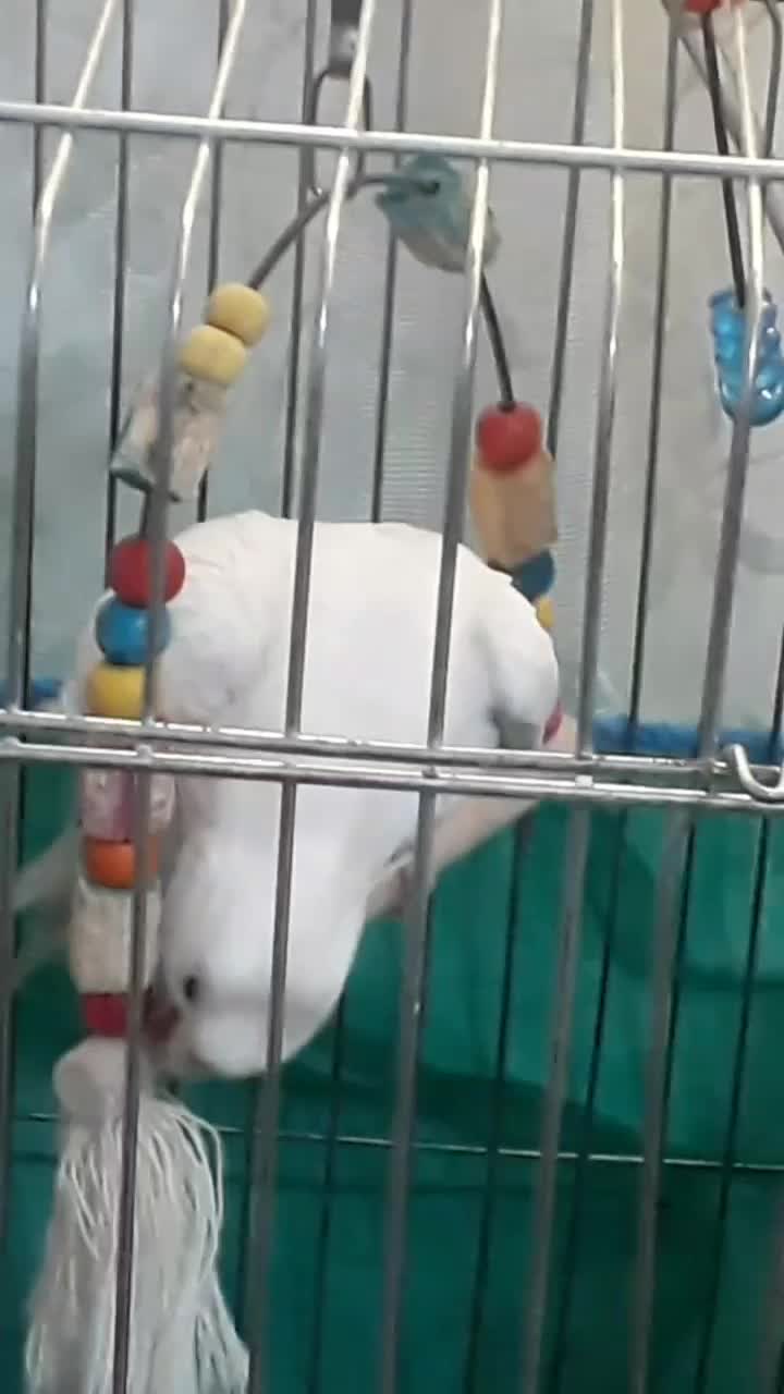 طوطی عروس سفید البینو|پرنده|رشت, باهنر|دیوار