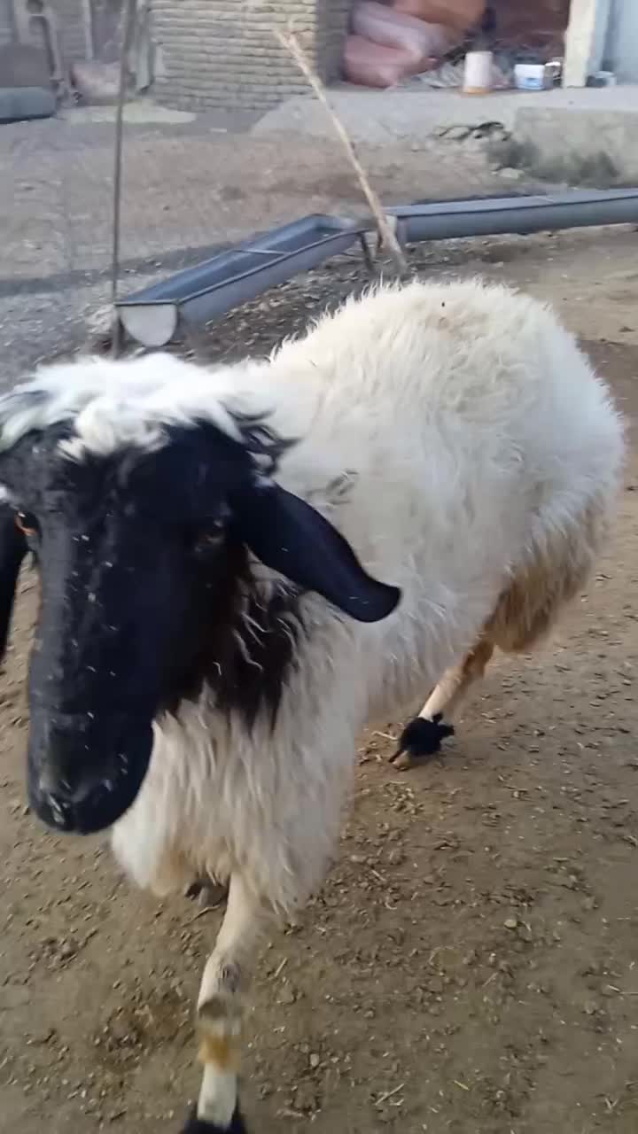 شک ورن سنجابی|حیوانات مزرعه|خرم‌آباد, |دیوار