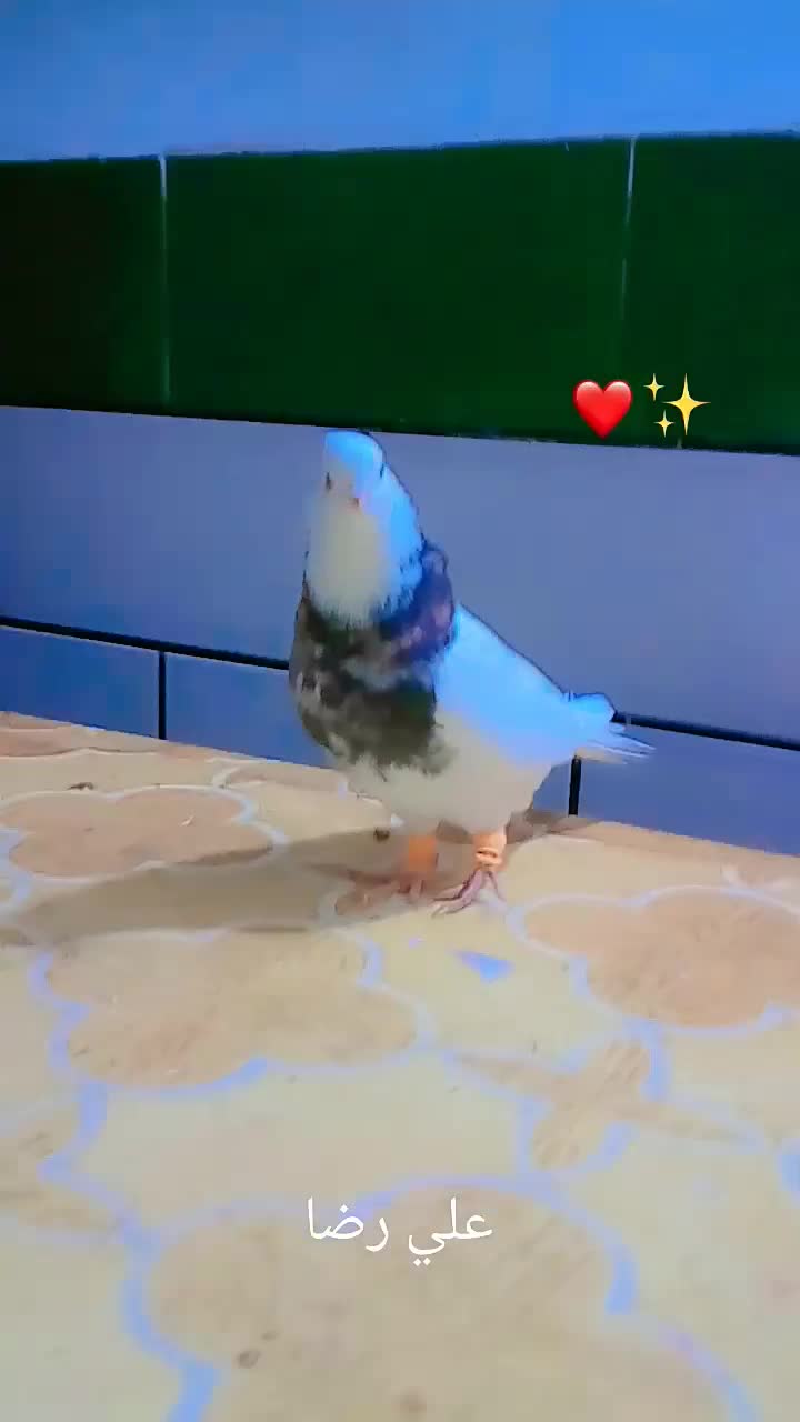 طوقی هفت رنگ|پرنده|بندر ماهشهر, |دیوار