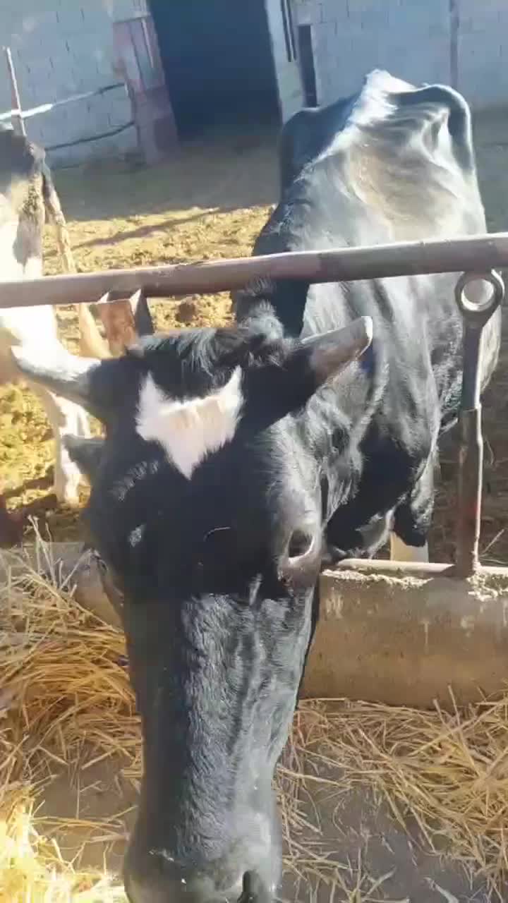 گاو شیری|حیوانات مزرعه|سرولایت, |دیوار