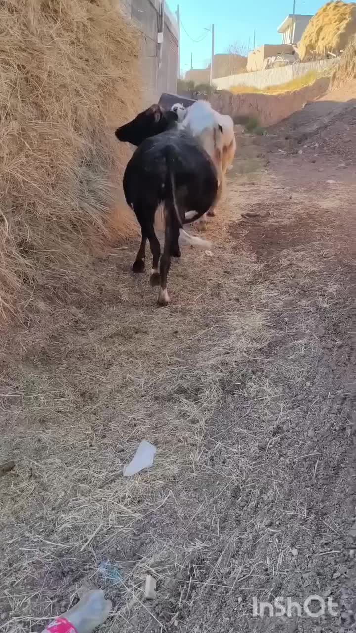 دو عدد گاو آبستان سنگین|حیوانات مزرعه|هشترود, |دیوار