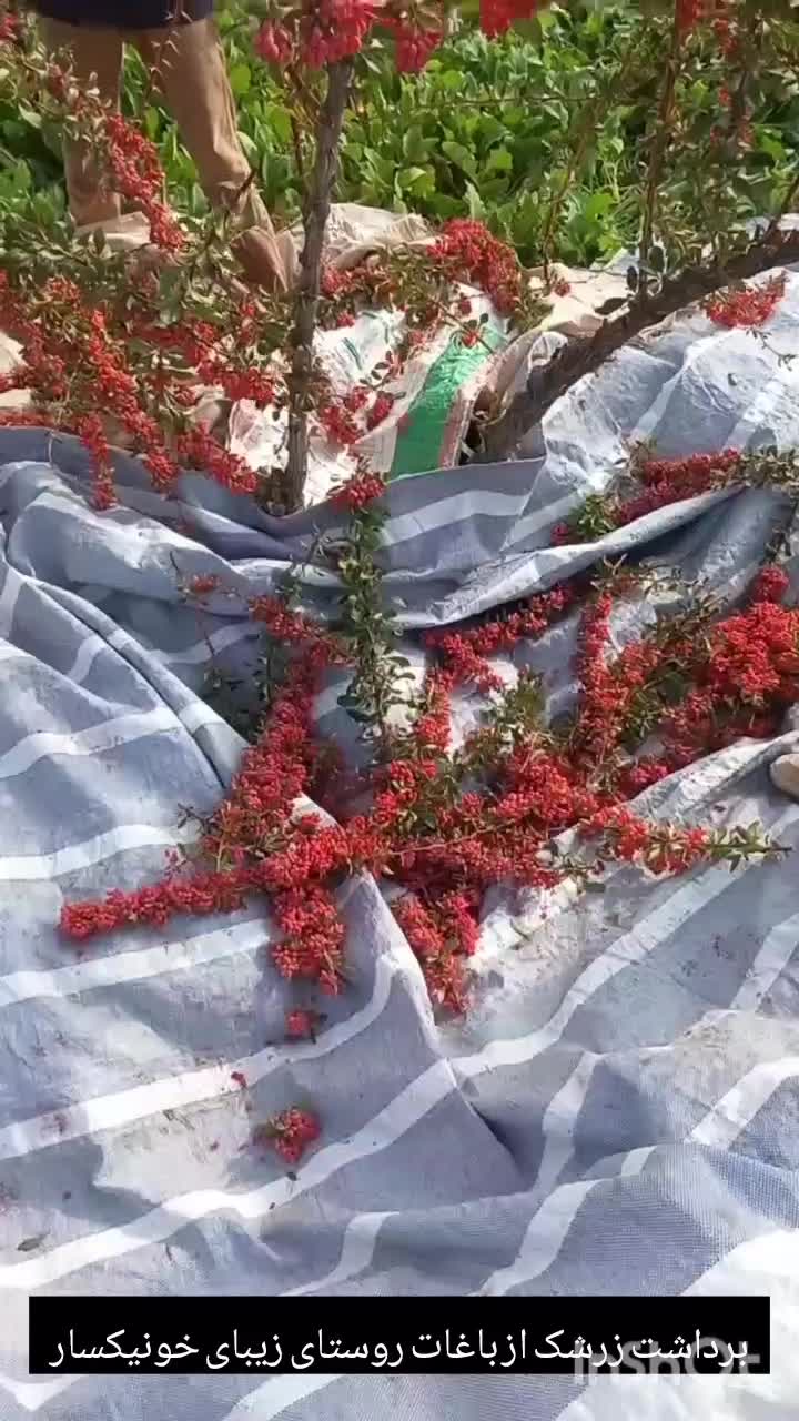 زرشک تازه ناب بیرجند|خوردنی و آشامیدنی|تربت جام, پاسداران|دیوار