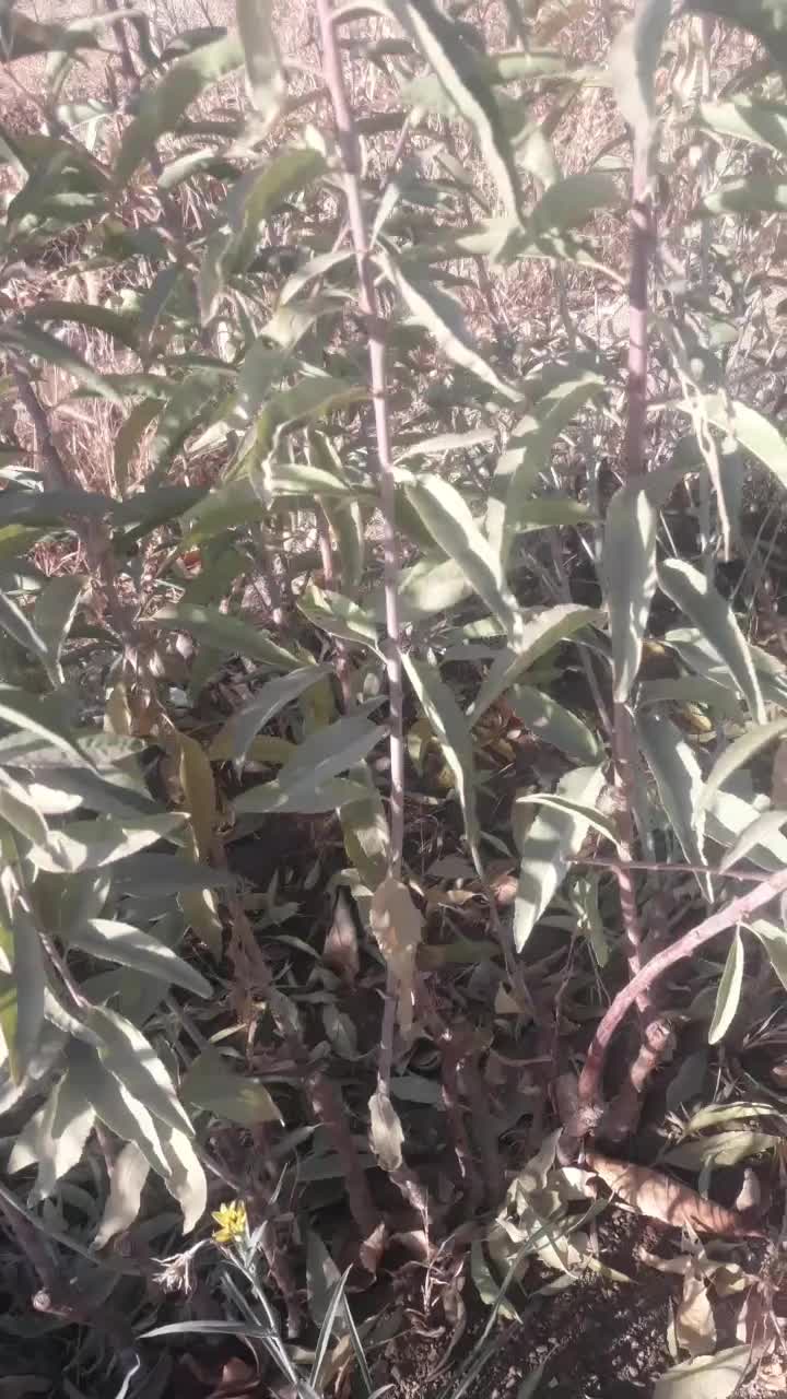 انواع نهال اصلاح شده|خدمات باغبانی و درختکاری|اراک, |دیوار