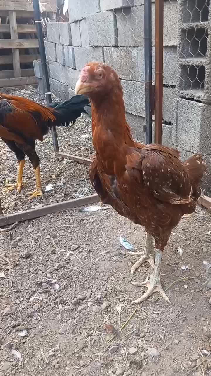 مرغ لاری|حیوانات مزرعه|مزرعه کتول, |دیوار