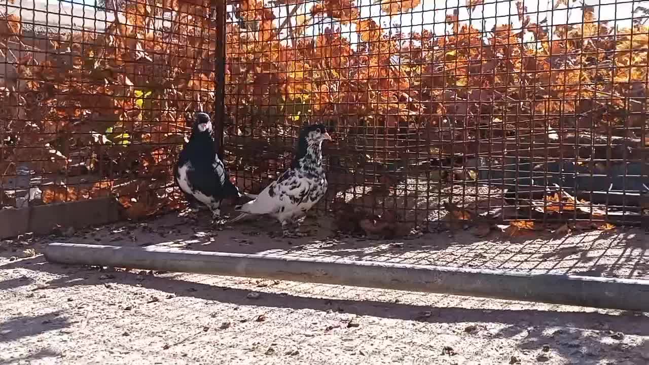 شهری سیاه یال گلدار|پرنده|پاسارگاد, |دیوار