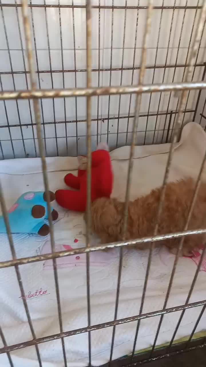 توله سگ پودل تاینی توی عروسک جیبی وزن بلوغ2ونیم|سگ|آمل, |دیوار