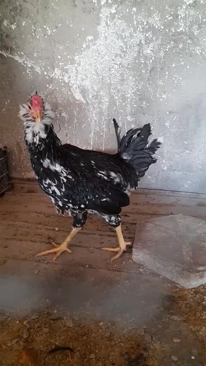 فروش نیمچه مرغ و خروس گلین.|حیوانات مزرعه|شهرکرد, |دیوار