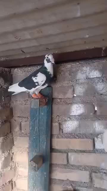 ابلغ|پرنده|برازجان, |دیوار