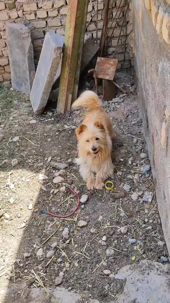 پاپی|سگ|چناران, |دیوار