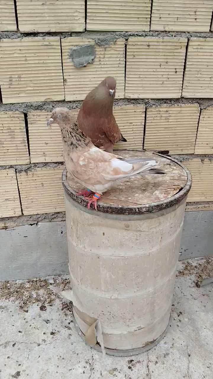 کفتر|پرنده|بندر ماهشهر, |دیوار