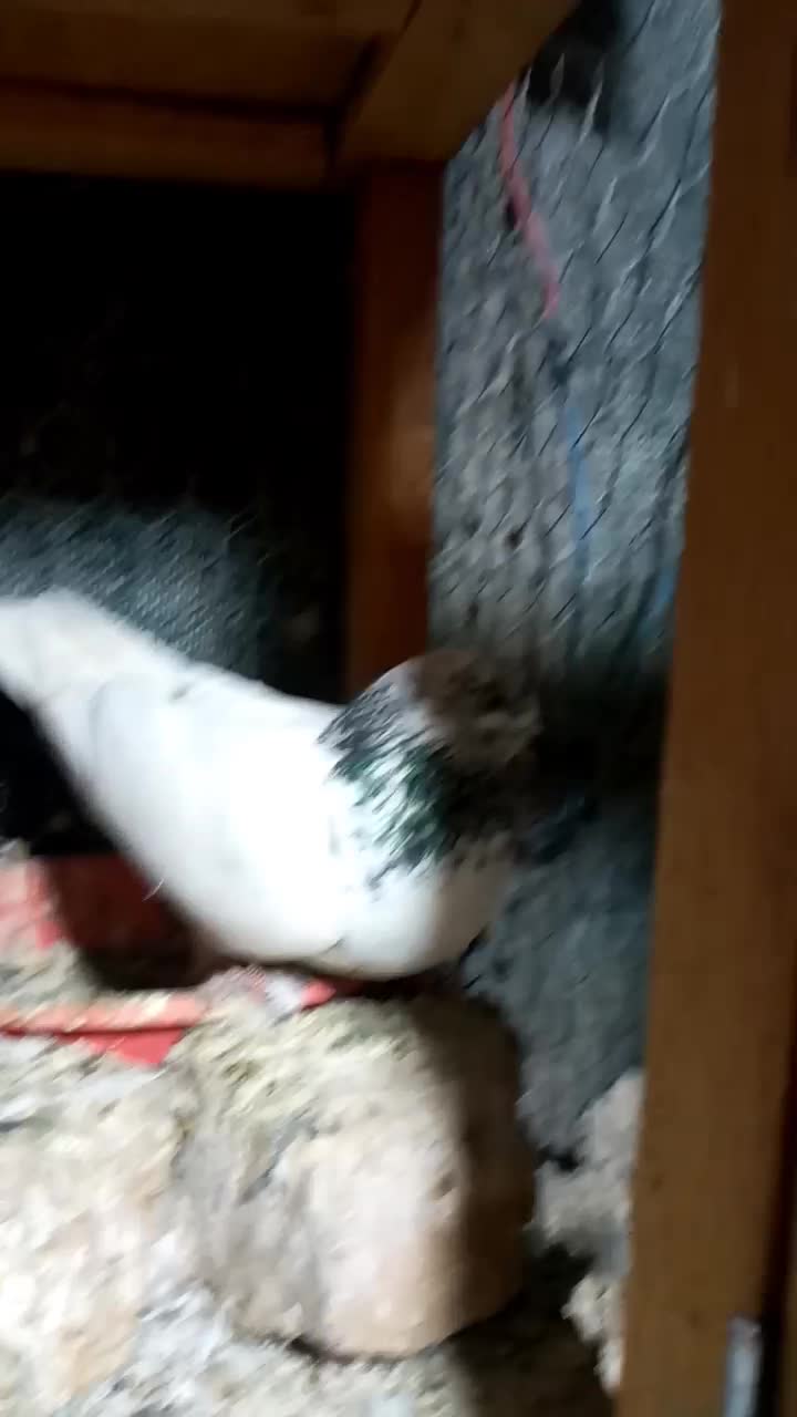 کبوتر.|پرنده|محمدشهر, عباس آباد|دیوار