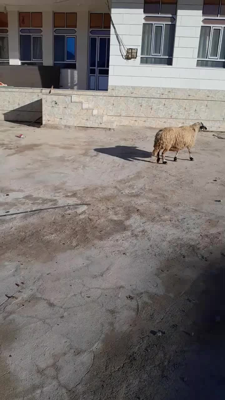 گوسفند|حیوانات مزرعه|ارمند, |دیوار