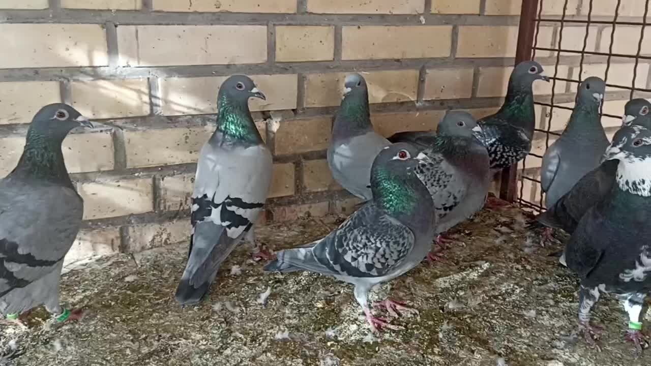 کبوتر|پرنده|باوی, |دیوار