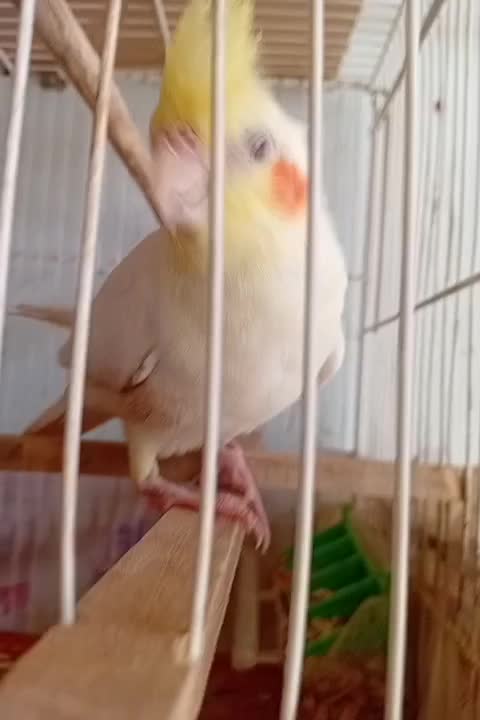 عروس هلندی|پرنده|مشهد, کوی المهدی|دیوار