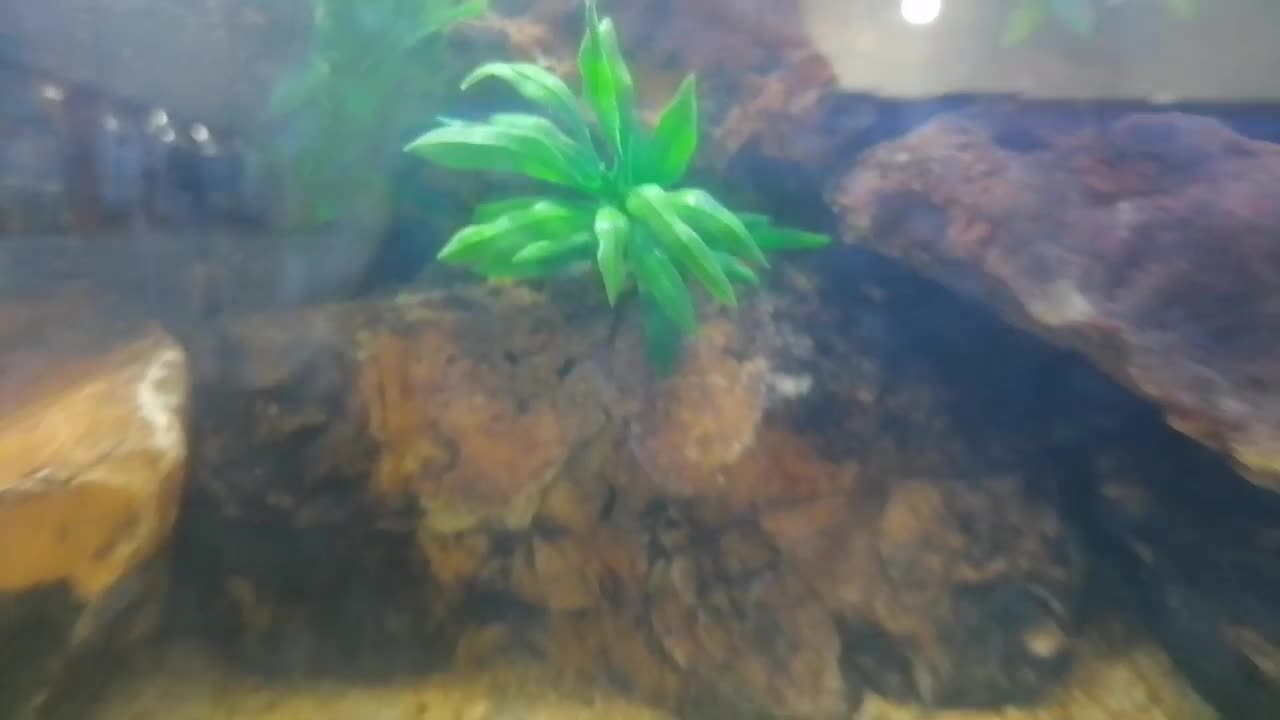 آکواریم دکور شده|ماهی|داراب, |دیوار