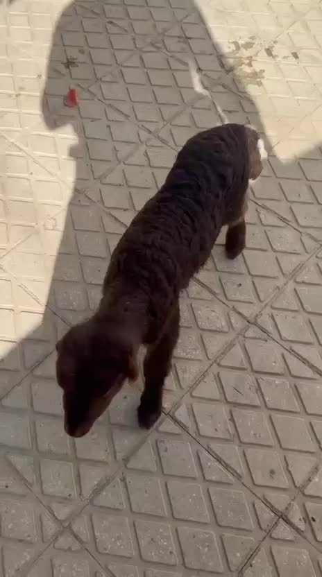 بره شیری|حیوانات مزرعه|کرمانشاه, |دیوار