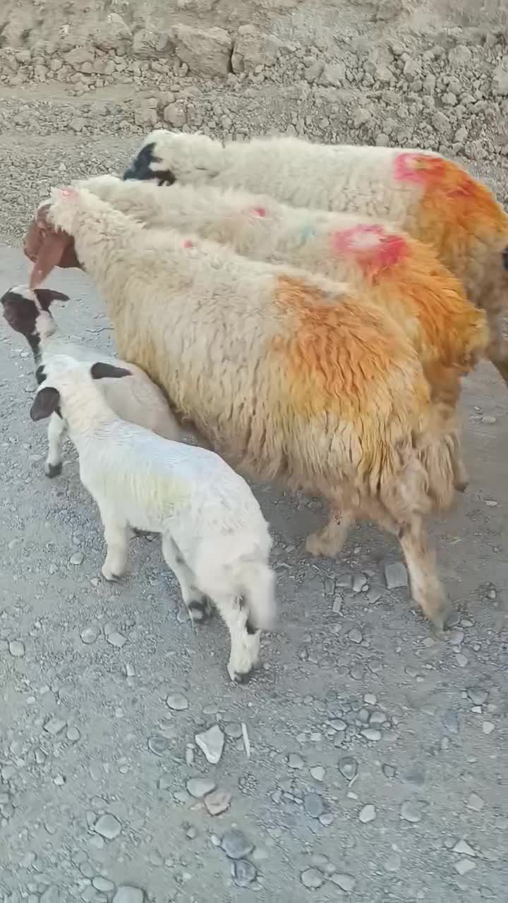 گوسفند میش و بره|حیوانات مزرعه|شیروان (لرستان), |دیوار