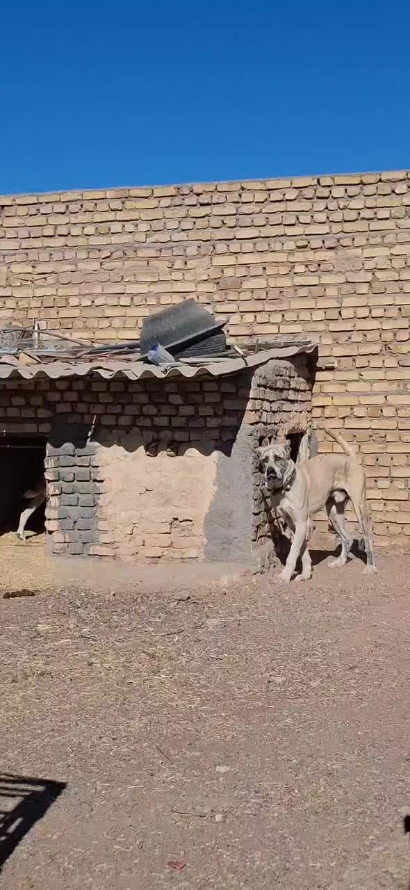 توله 10ماهه خراسانی|سگ|خلیل آباد, |دیوار