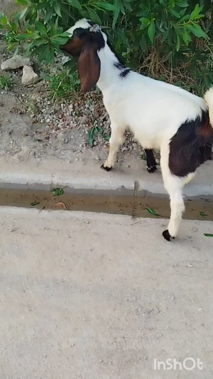 کهره. بز|حیوانات مزرعه|بوشهر, |دیوار