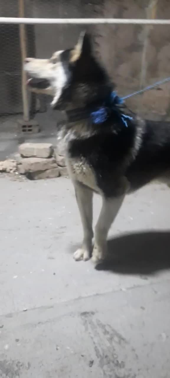 هاسگی نر|سگ|نیشابور, دهنو|دیوار