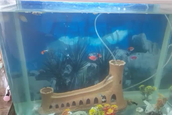 آکواریوم درجه یک با ماهی و همه وسایل و ماهی|ماهی|اصفهان, بهارستان|دیوار
