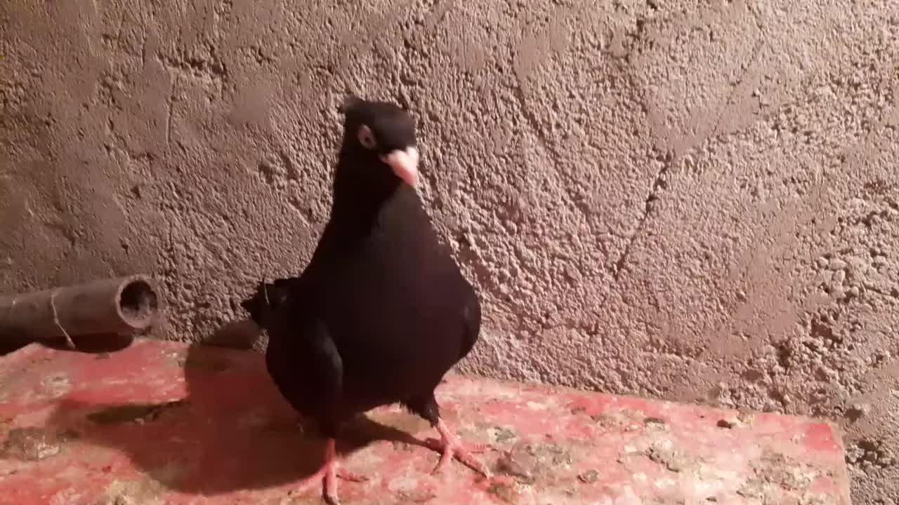 زاغ|پرنده|مسجد سلیمان, |دیوار