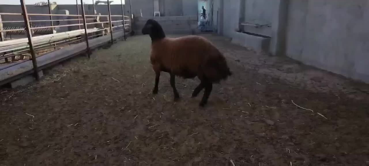 بره قوچ همو|حیوانات مزرعه|سبزوار, رباط|دیوار