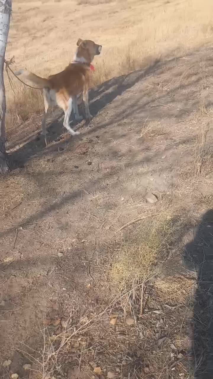 سگ گله تضمینی|سگ|اهر, |دیوار