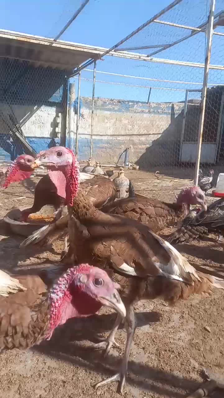 بوقلمون|حیوانات مزرعه|قم, کوه سفید|دیوار